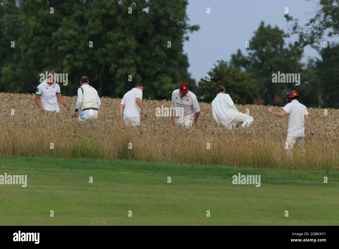 UK Weather - Crayke Cricket Club players look for lost ball in crop field during evening match v Sessay, in North Yorkshire, England, UK Stock Photo