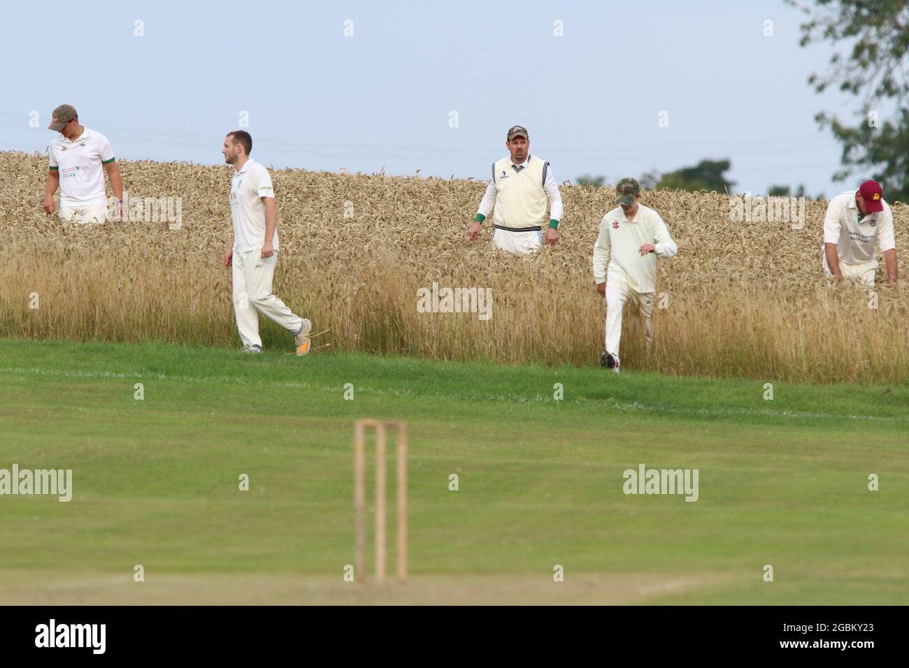 UK Weather Crayke Cricket Club players look for lost ball in crop