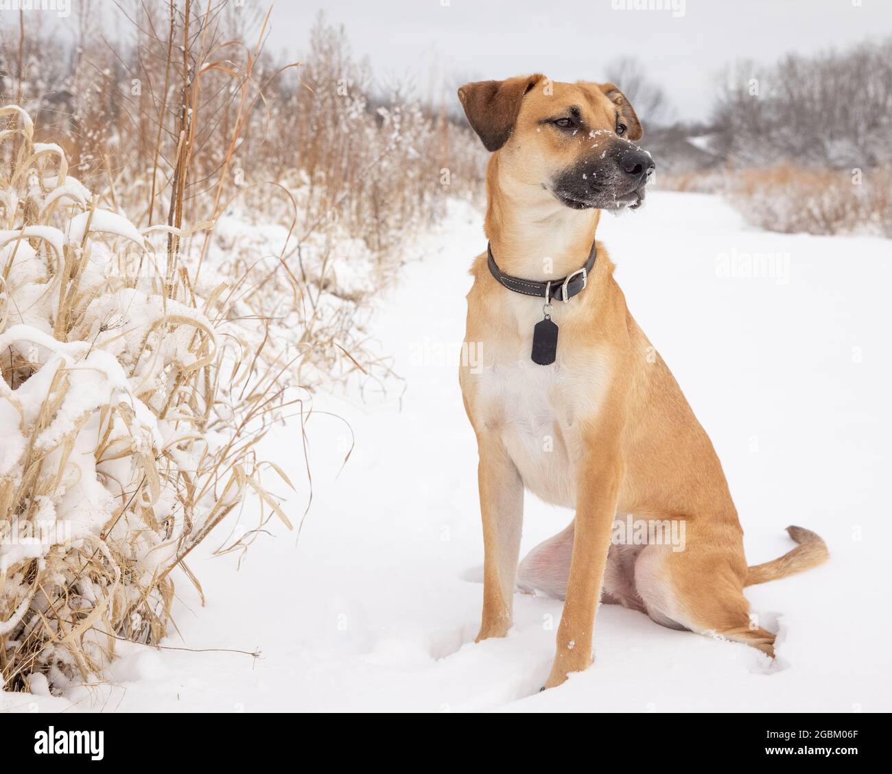 Kerr hotsell dog pictures