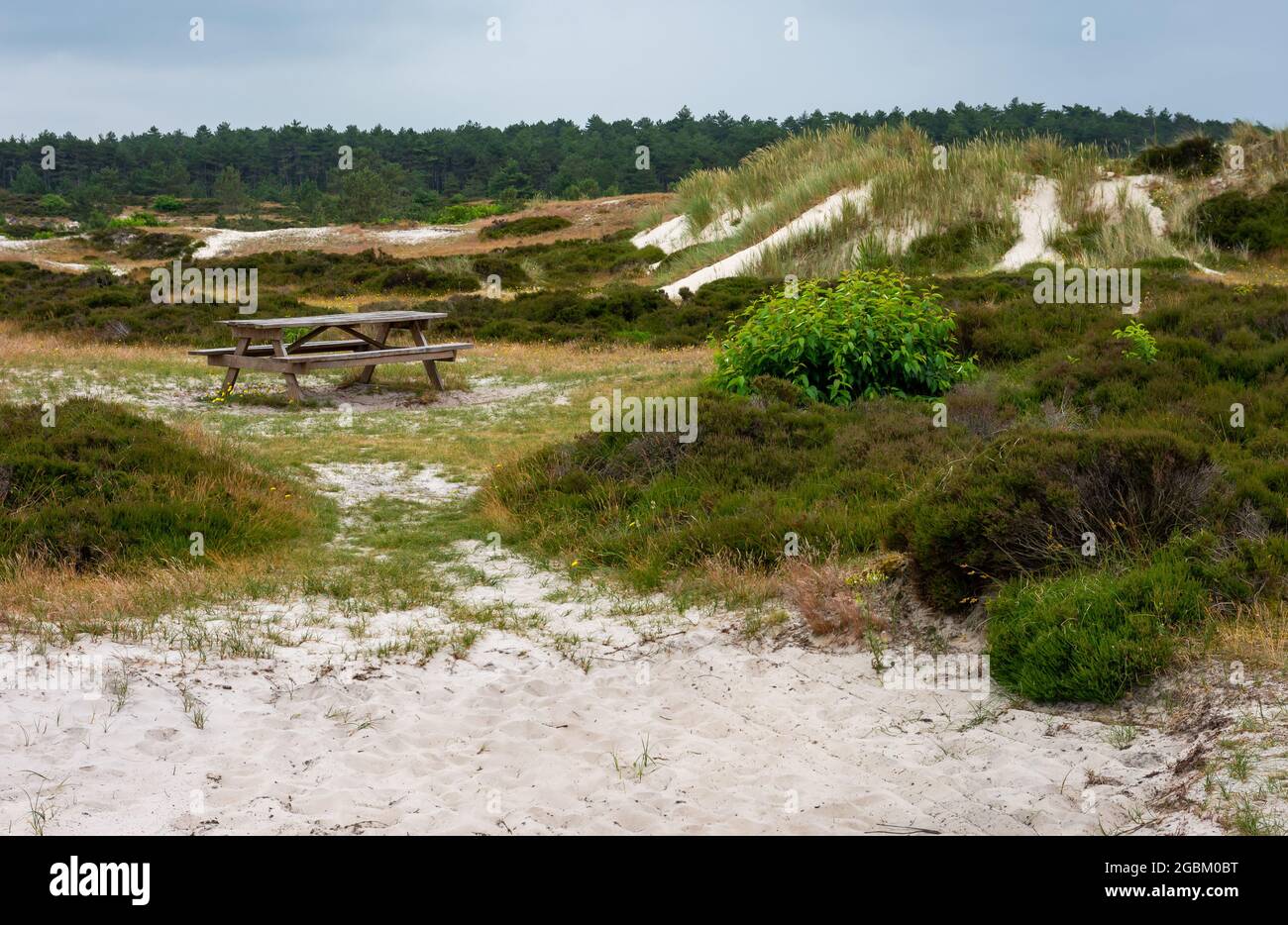 Landscape of Schoorl in North Holland, with bench and sandy dunes Stock ...