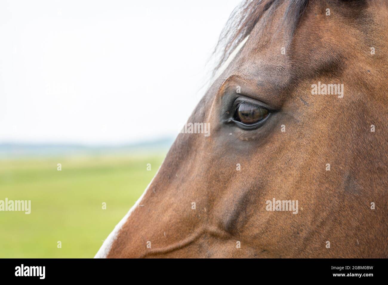 Side view close up of horse eye and head on a blurred background Stock