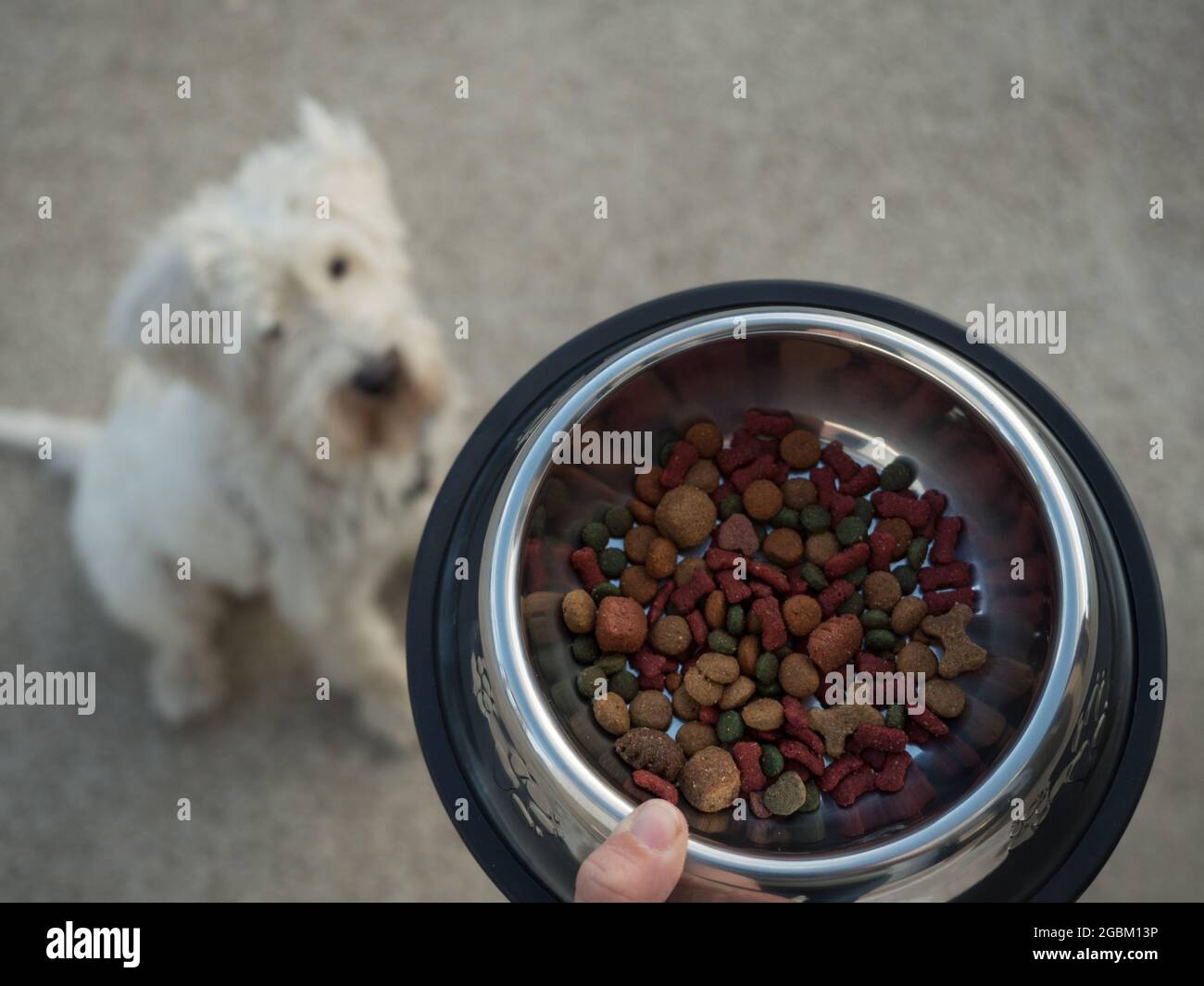 Dog feed in a bowl grabbed by a woman Stock Photo Alamy