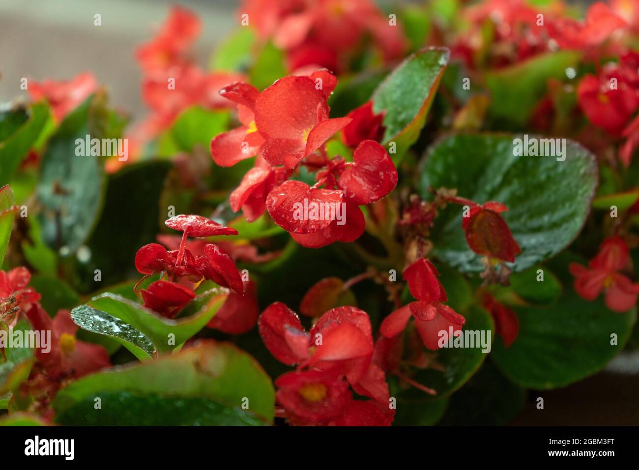Beautiful bright red begonia flowers in the pot on the home terrace. Home gardening and planting concept Stock Photo