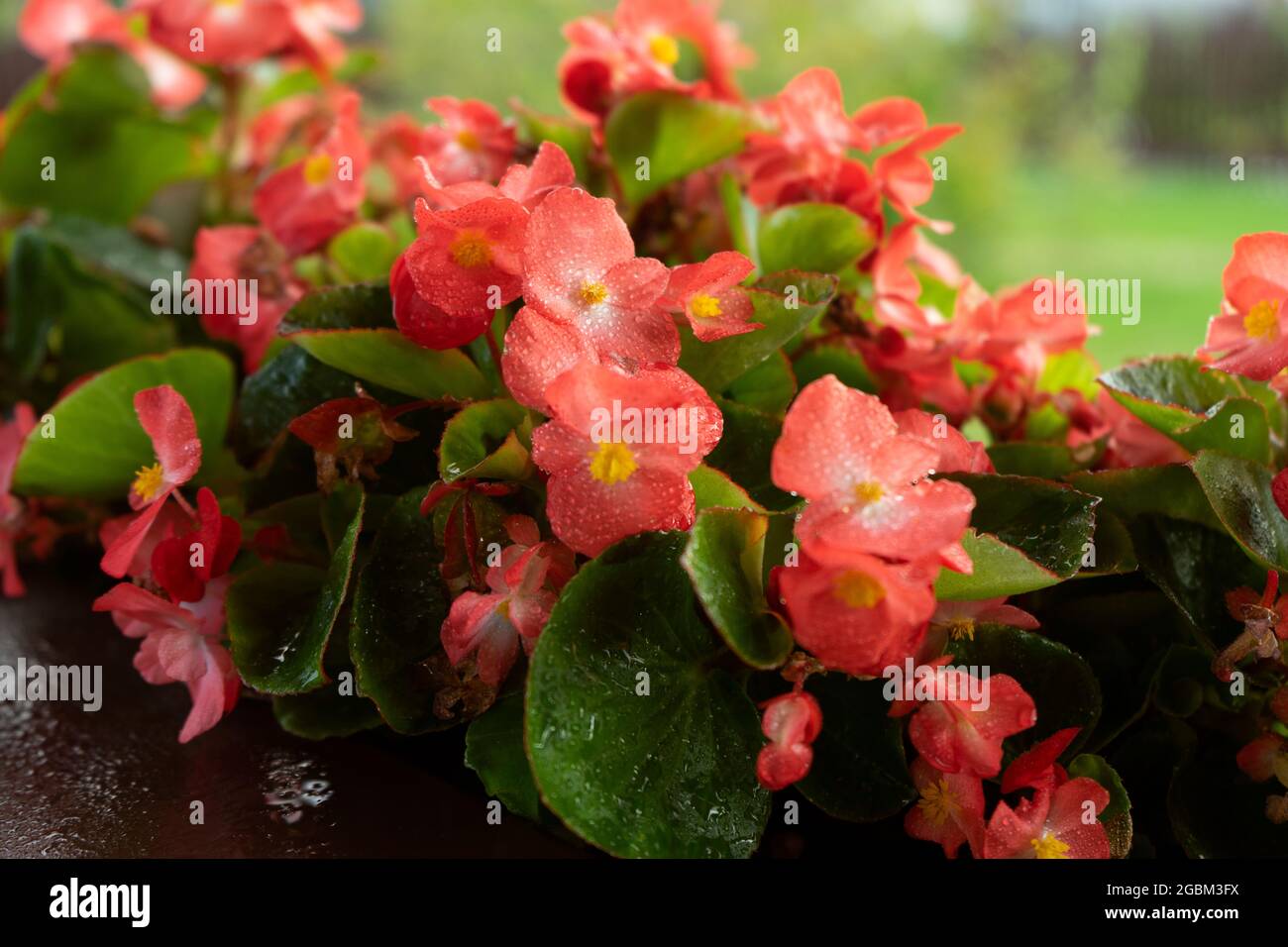 Beautiful bright red begonia flowers in the pot on the home terrace. Home gardening and planting concept Stock Photo