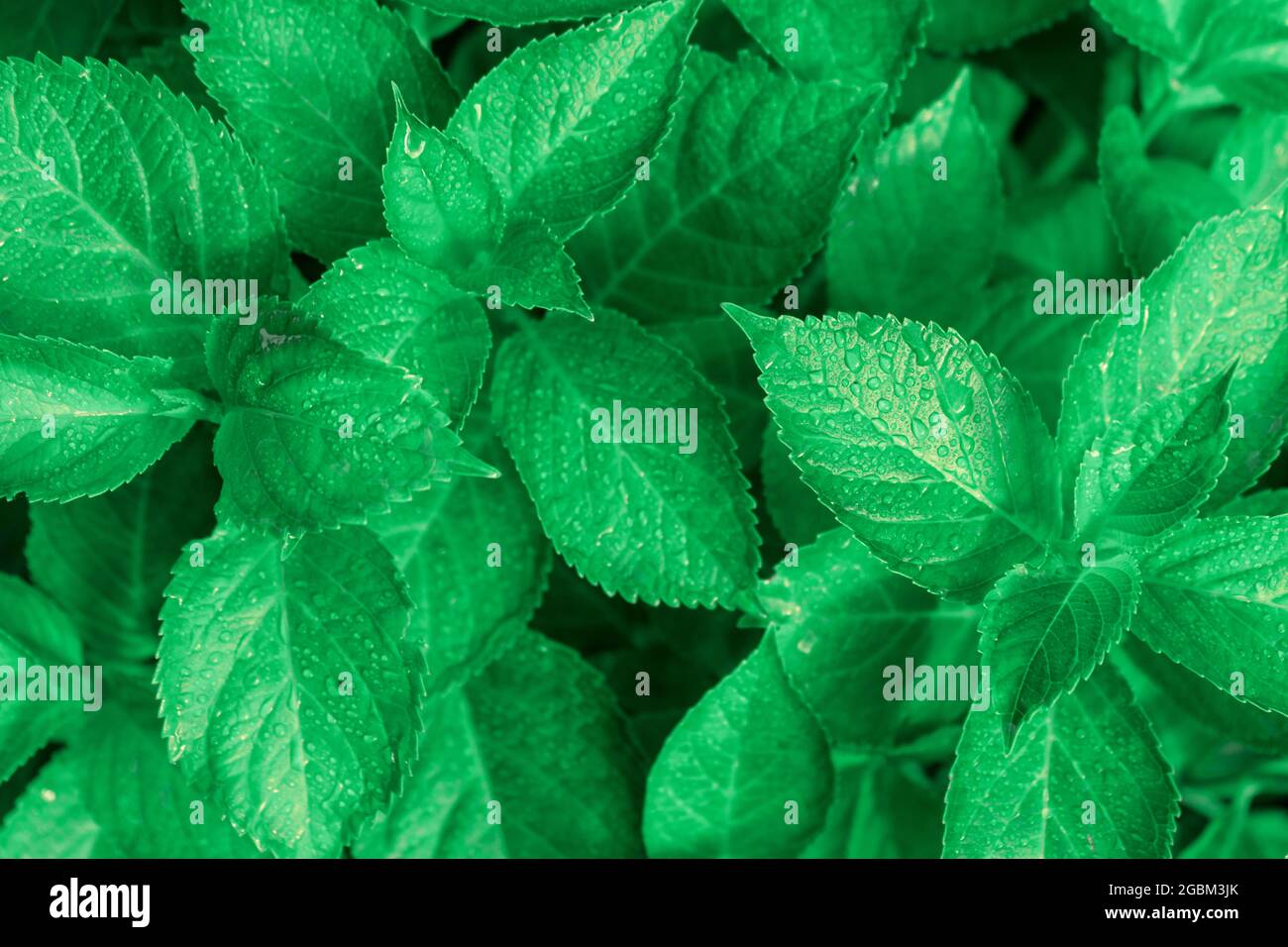 Hydrangea leaves bush. Gardening and watering flowers Stock Photo