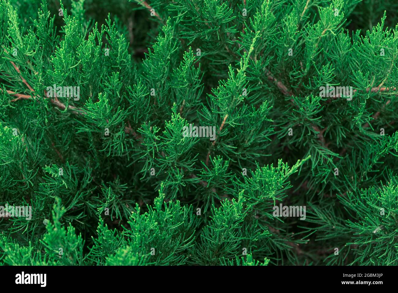 An evergreen bush of juniper in the garden Stock Photo
