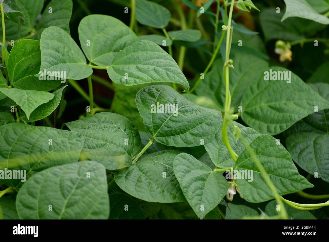Young flowering beans in garden bed Stock Photo Alamy
