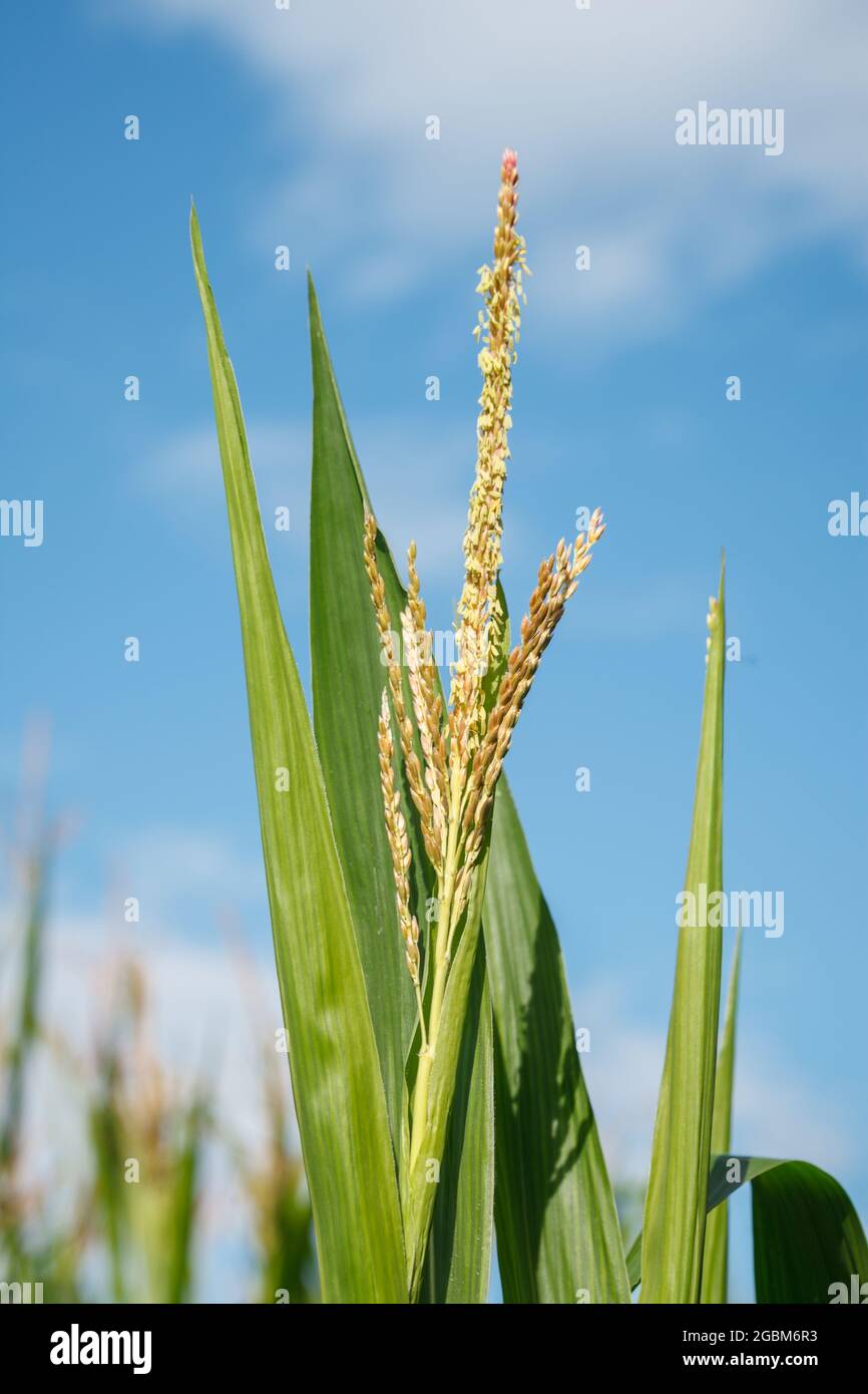 Corn (maize) plant tassel with pollen and green leaves against blue sky in small organic farm field in Switzerland Stock Photo