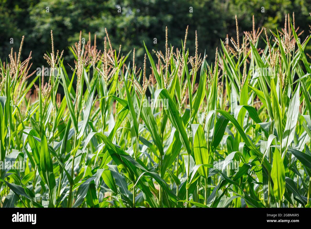 Lush green corn plants (maize) with tassels and leaves in small organic landscape farm field in Switzerland Stock Photo