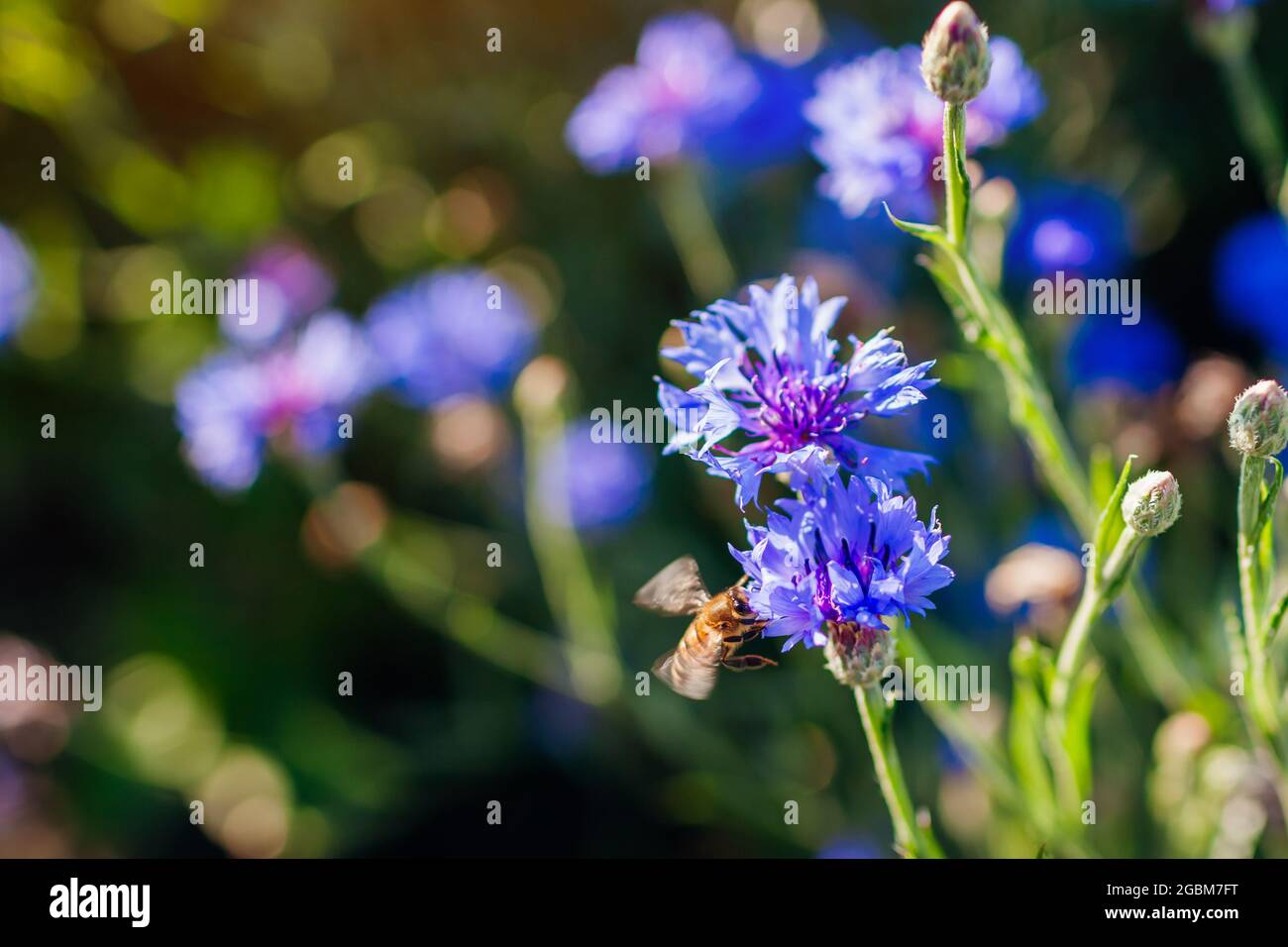 Close up of bachelor buttons flowers with bee pollinating it on sunny morning in summer garden Stock Photo