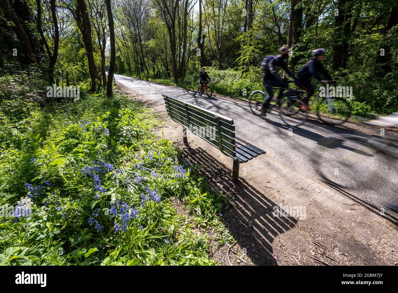 Cyclists ride past spring flowers on the Bristol and Bath Railway Path. Stock Photo