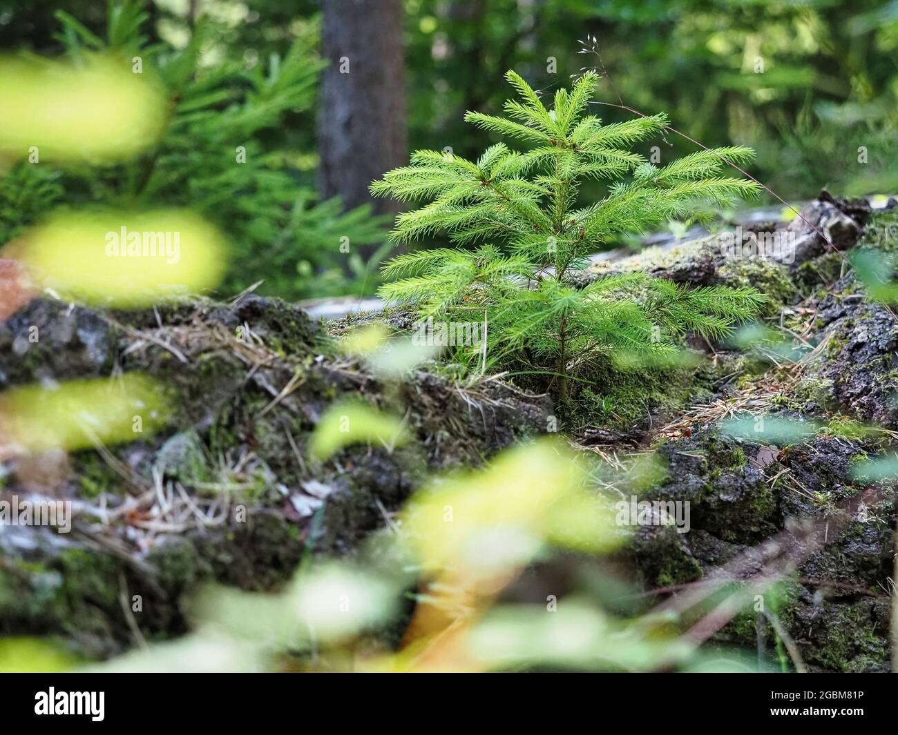 Selective focus shot of a small pine tree in the forest Stock Photo - Alamy