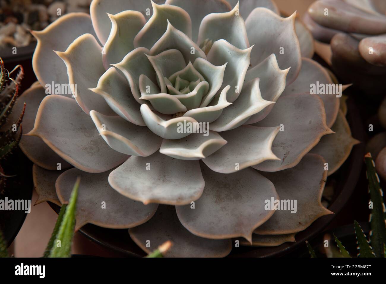 Closeup view of beautiful rosette Echeveria of white leaves. Composition of white thick funny leaves of succulent plant. High quality photo Stock Photo