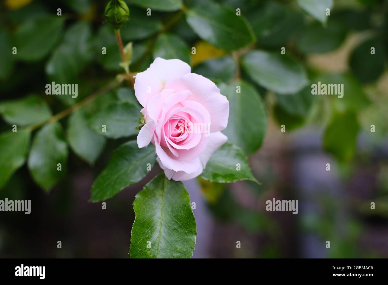 Focused pink rose (rosa luciae) in front of green blurred foliage Stock Photo