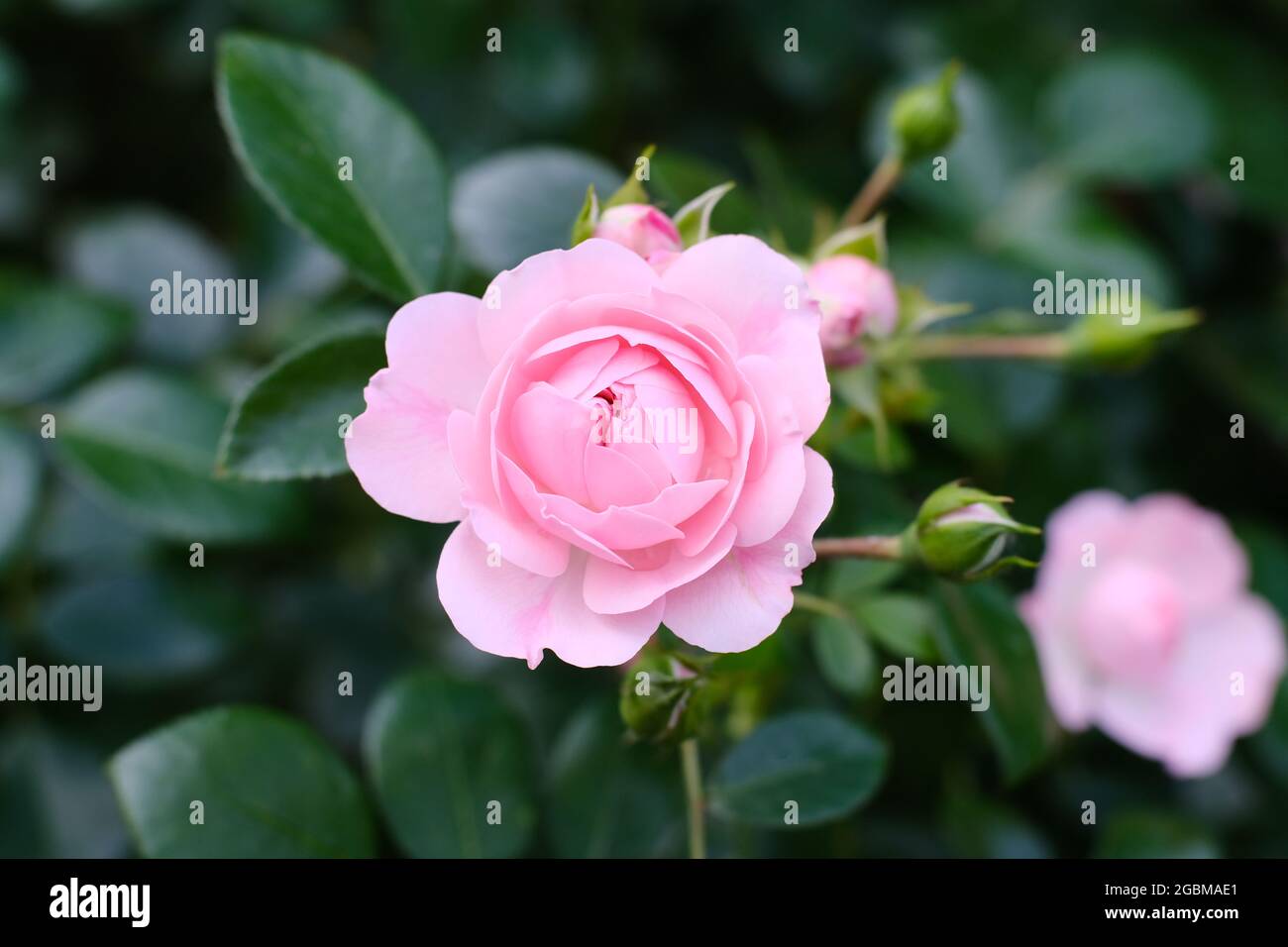 Focused pink rose (rosa luciae) in front of green blurred foliage Stock Photo