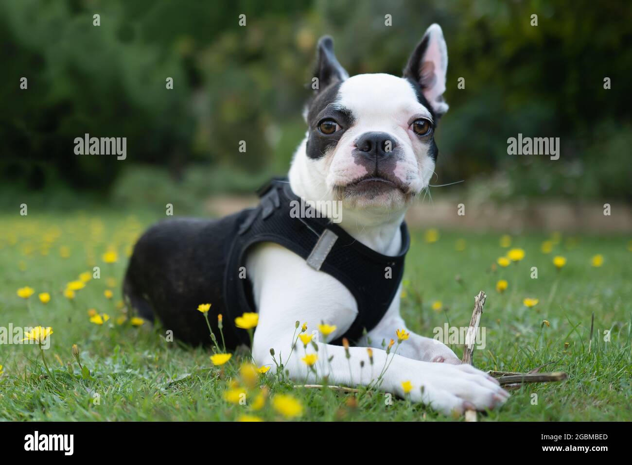 Boston Terrier puppy lying on grass holding a twig, she is looking at the camera. She is wearing a harness. Stock Photo