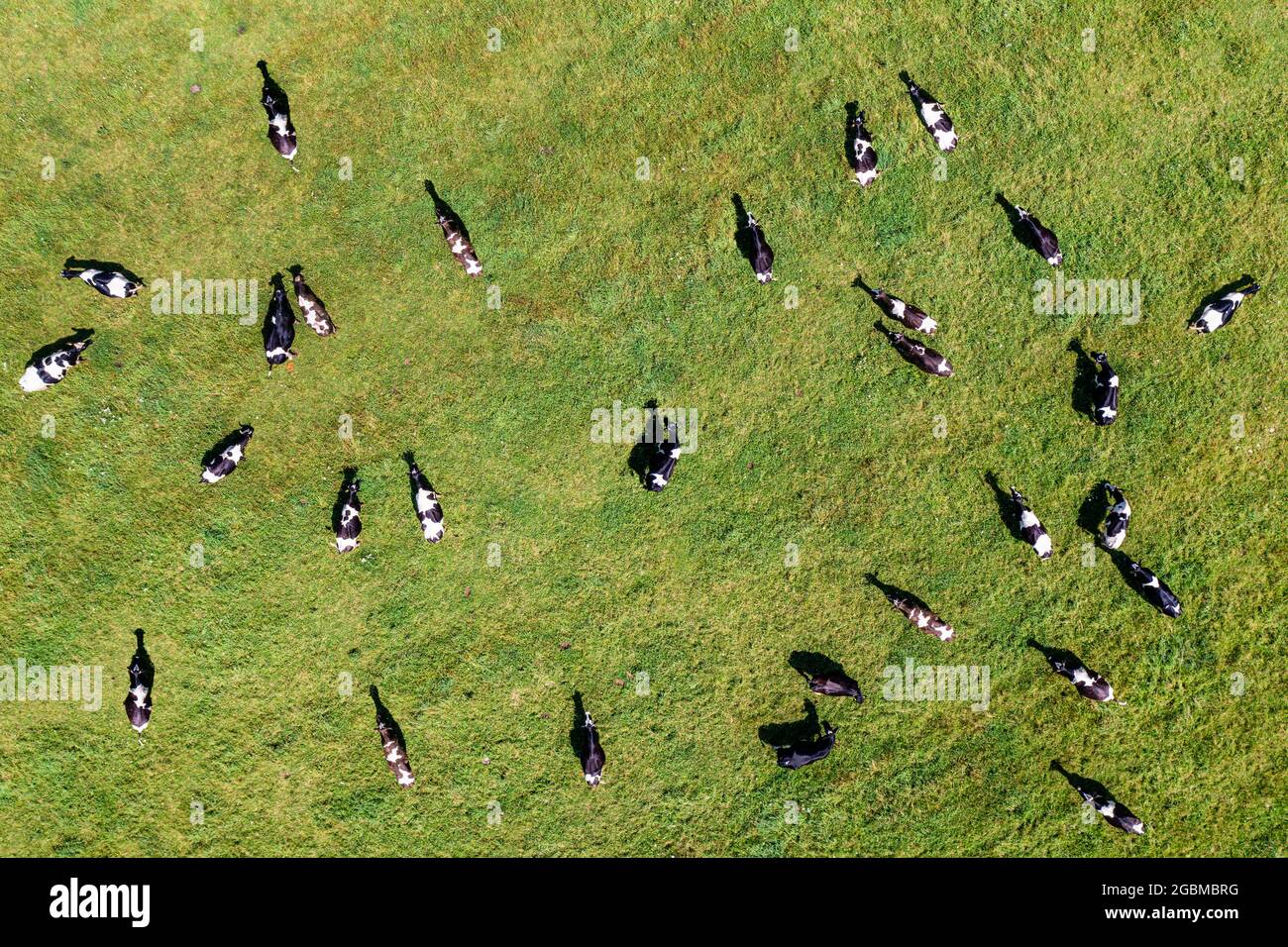 Aerial view of large herd of cows on green pasture Stock Photo - Alamy