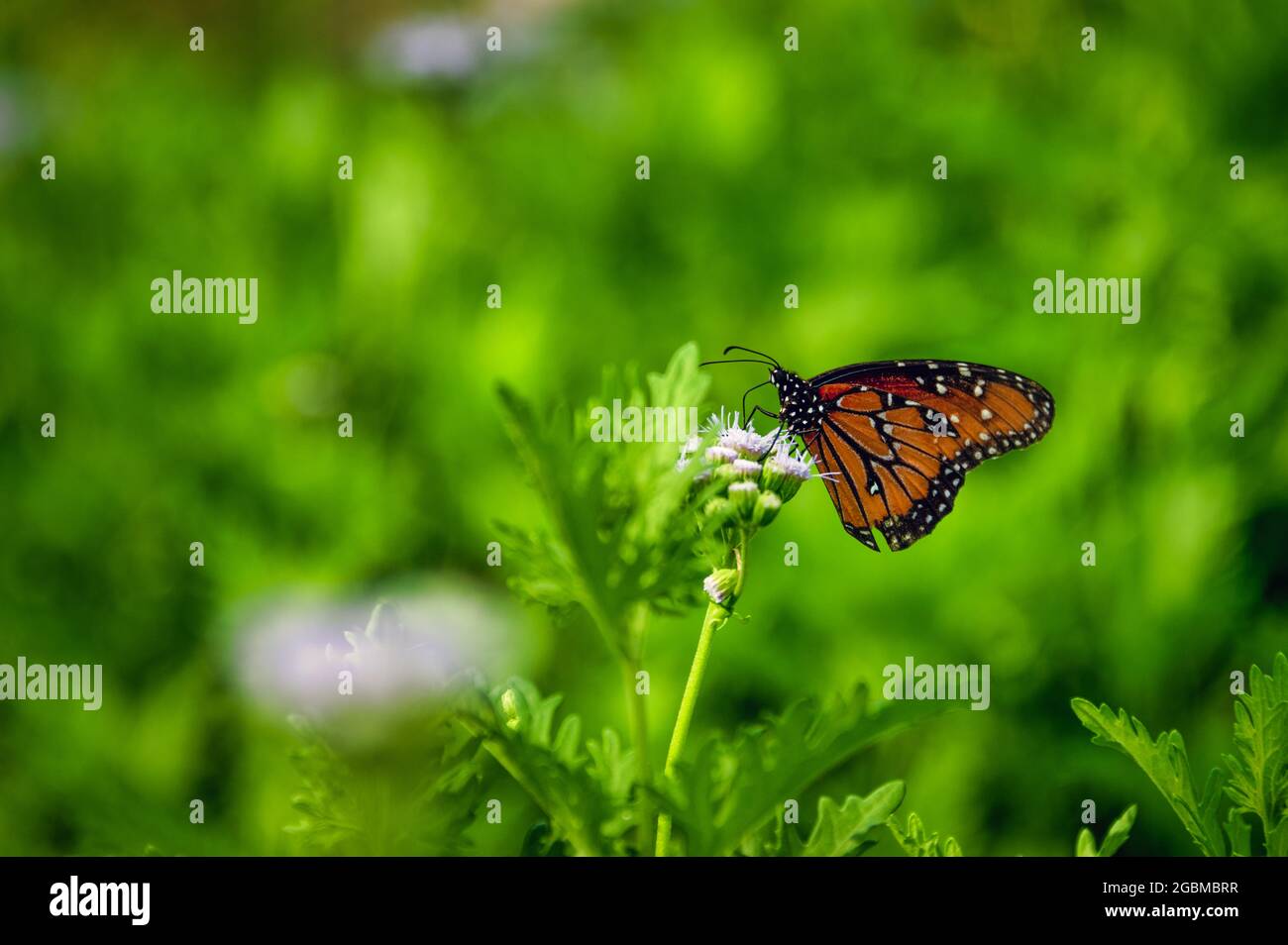 Close-up of butterfly on flower Stock Photo
