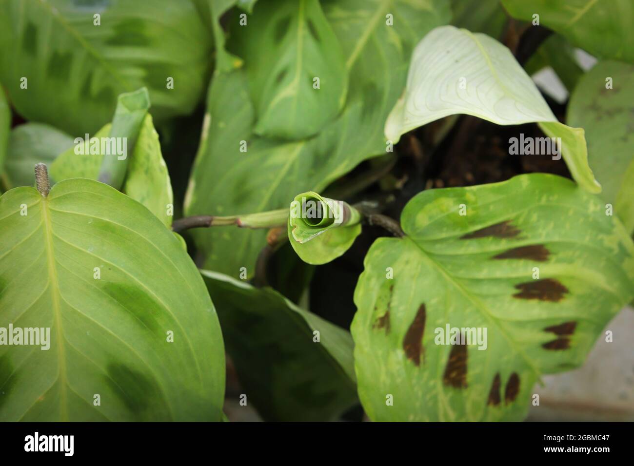 Closeup of the dark spots on a prayer plant Stock Photo Alamy