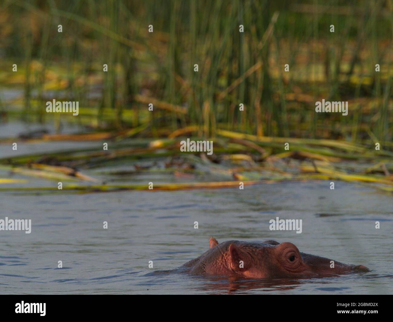 Closeup head on portrait of Hippopotamus (Hippopotamus amphibius) head floating in water focus on eye Lake Awassa, Ethiopia. Stock Photo