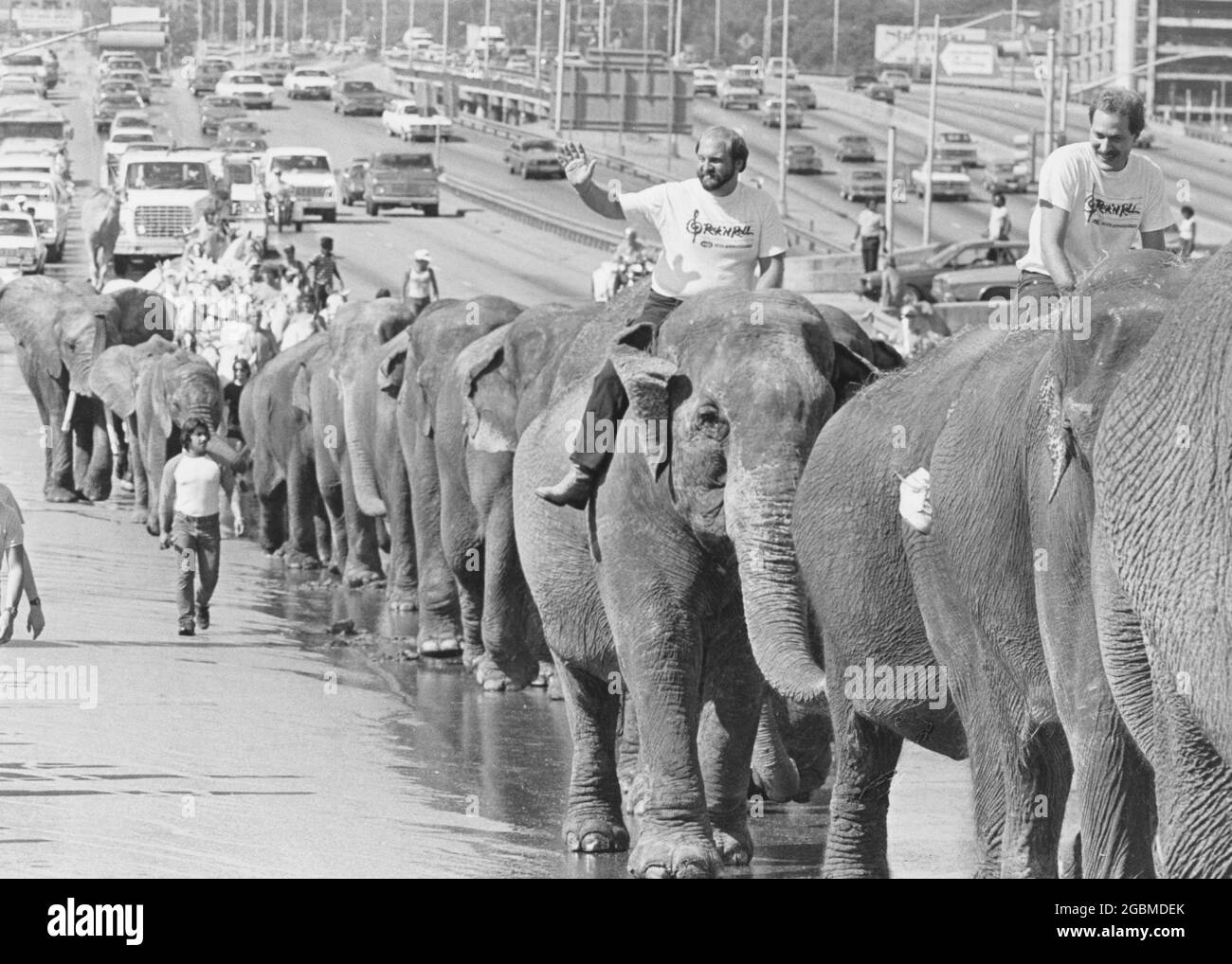 Austin Texas USA, circa 1980: Ringling Bros. Barnum and Bailey Circus parade of elephants along Interstate 35 near downtown. The elephants disembarked from the circus train on tracks just south of downtown and walked north on the interstate access road to the Erwin Center where the circus had a multi-day run of performances. ©Bob Daemmrich Stock Photo
