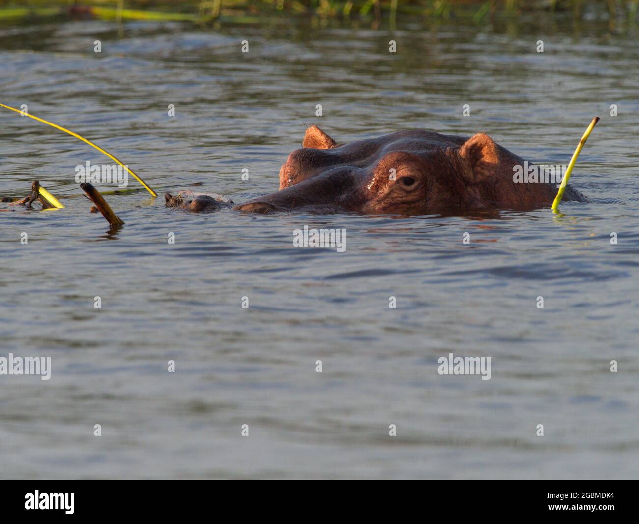 Closeup side on portrait of Hippopotamus (Hippopotamus amphibius) head floating in water focusing on eye Lake Awassa, Ethiopia. Stock Photo
