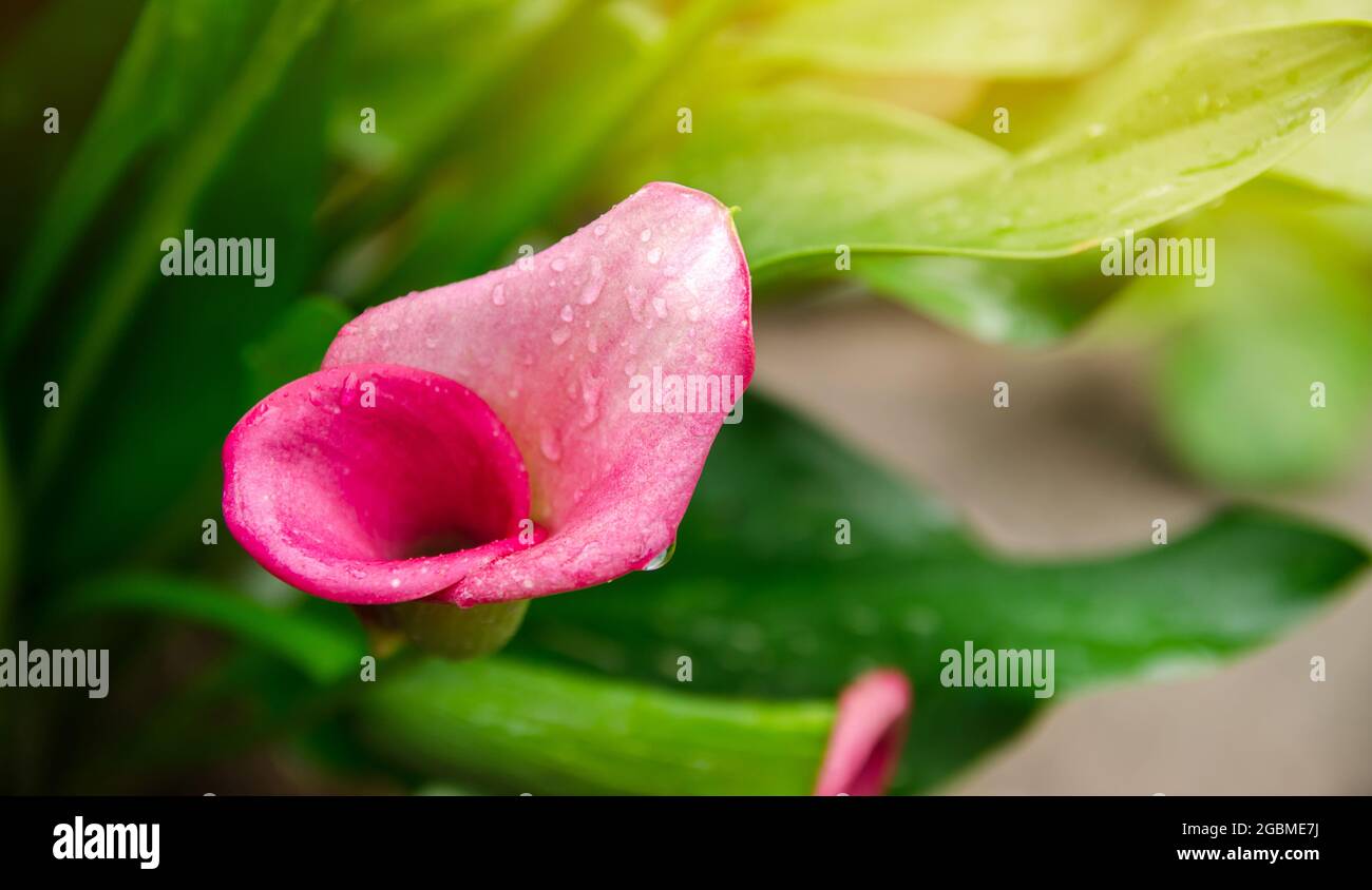 A beautiful bush of Pink Calla Lily growing in the garden after the ...