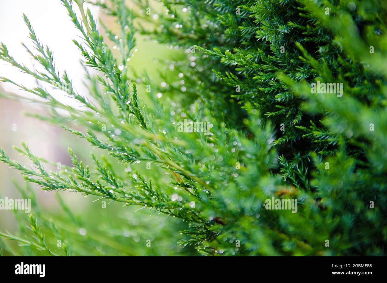 Thuja branches in dew after rain close-up. Beautiful background for design. Natural wallpaper. Nature. Selective focus. Stock Photo