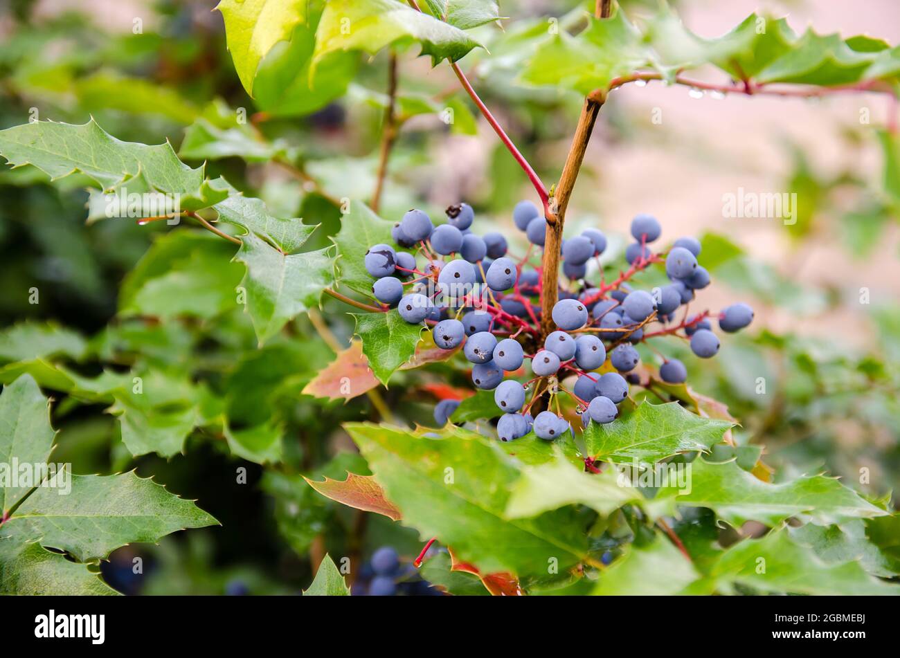 Blue berries Mahonia aquifolium (Oregongrape or Oregon grape) and bush