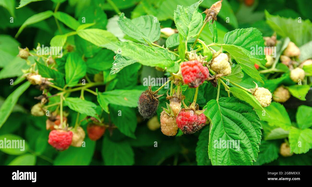 Rotten overripe red raspberries grow in the garden. Bad harvest. Spoiled berry, mold on berries. Selective focus Stock Photo