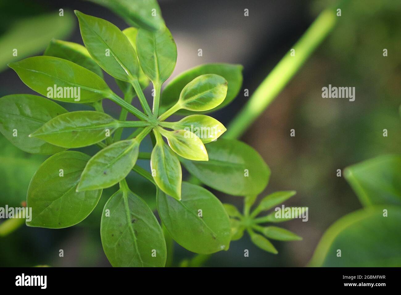 Tiny new growth leaves on a dwarf umbrella tree Stock Photo Alamy