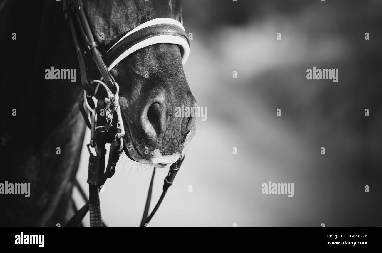 Nose sports horse in the bridle. Portrait stallion  in the double bridle. Horse muzzle close up. Dressage horse. Equestrian sport. Not color image. Stock Photo