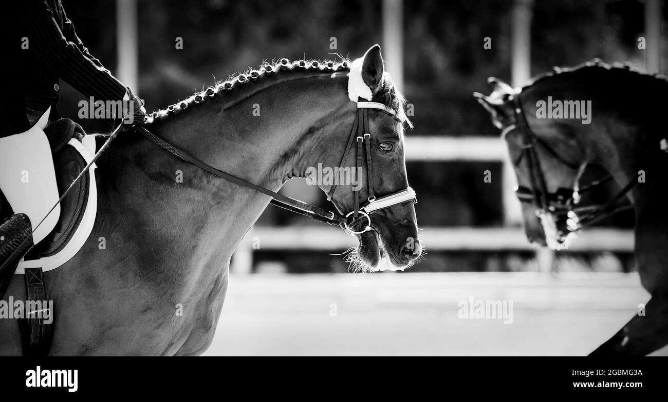 Equestrian sport.The leg of the rider in the stirrup, riding on a horse. Portrait sports stallion in the bridle.Dressage of horses in the arena. Horse Stock Photo