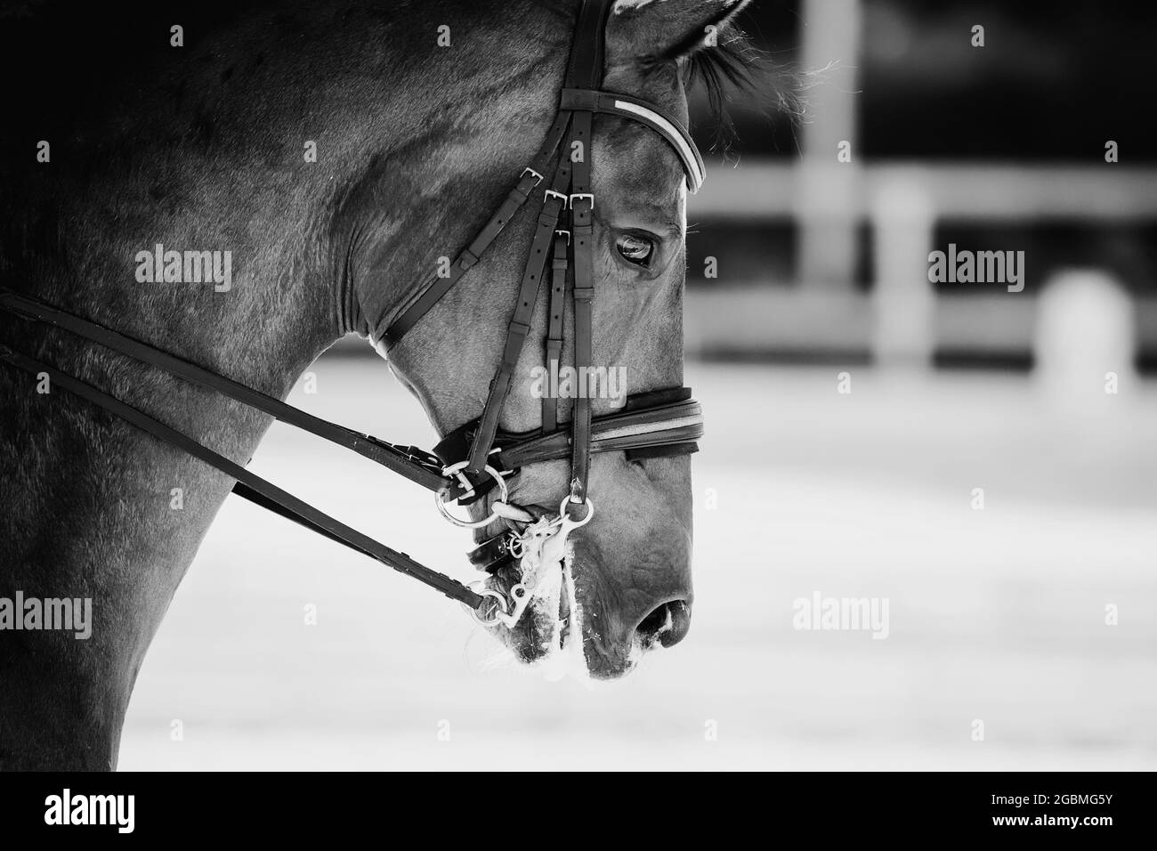 Portrait sports red stallion in the double bridle. Dressage of horses. Equestrian sport. Horseback riding. Not color image. Stock Photo