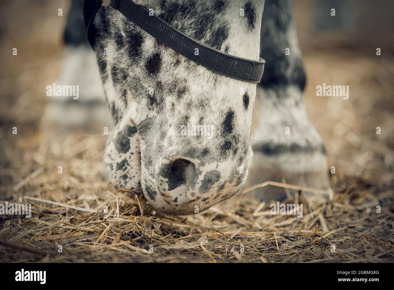 Nose of a spotted horse closeup. Horse muzzle close up. Sporty young