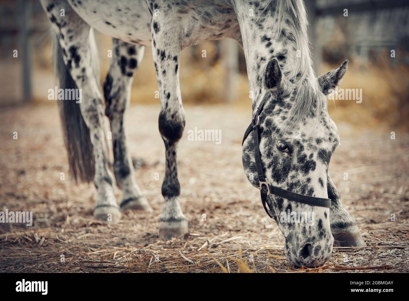 Sporty young horse appaloosa color in a halter in the levada. Portrait of a white sports stallion with black spots.. Horse muzzle close up Stock Photo