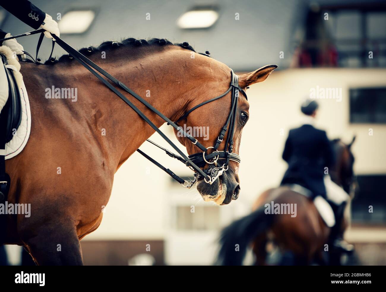Equestrian sport. Portrait sports stallion in the double bridle. The neck of a sports horse with a braided mane. Dressage of horses in the arena. Stock Photo