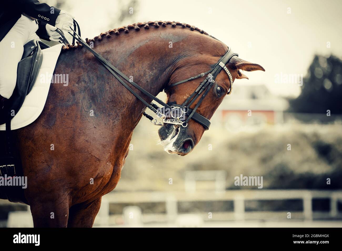 Equestrian sport. Portrait sports stallion in the double bridle. The neck of a sports horse with a braided mane. Dressage of horses in the arena. Hors Stock Photo