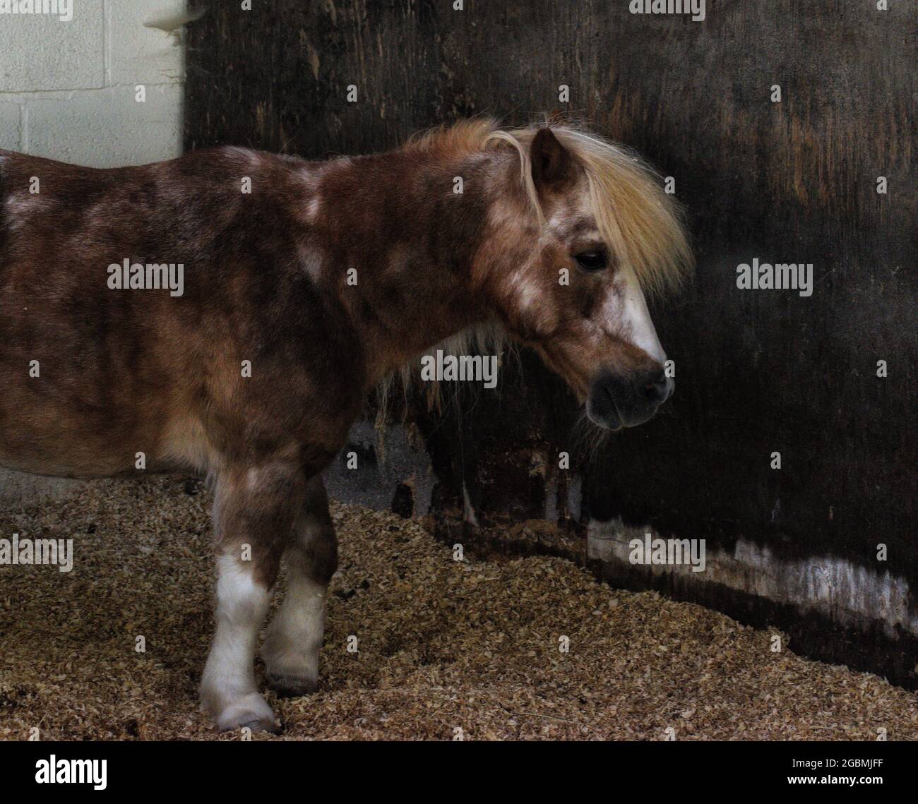 Mini Pony Rear Ageing pony hi-res stock photography and images - Alamy