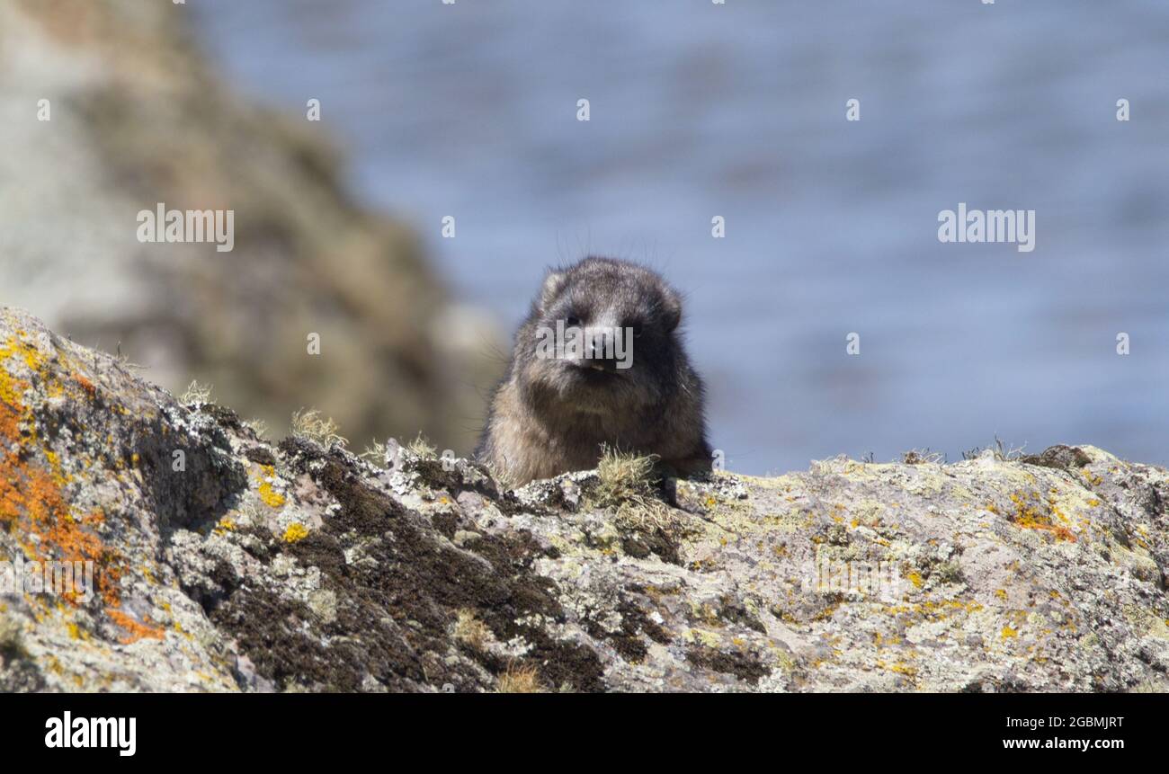Closeup portrait of Bigheaded mole rat (Tachyoryctes macrocephalus