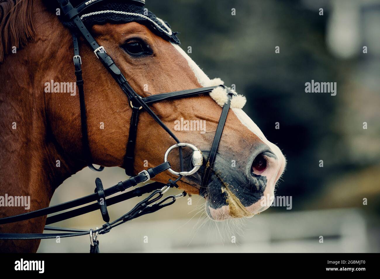 Horse muzzle close up. Portrait sports red stallion with a white groove