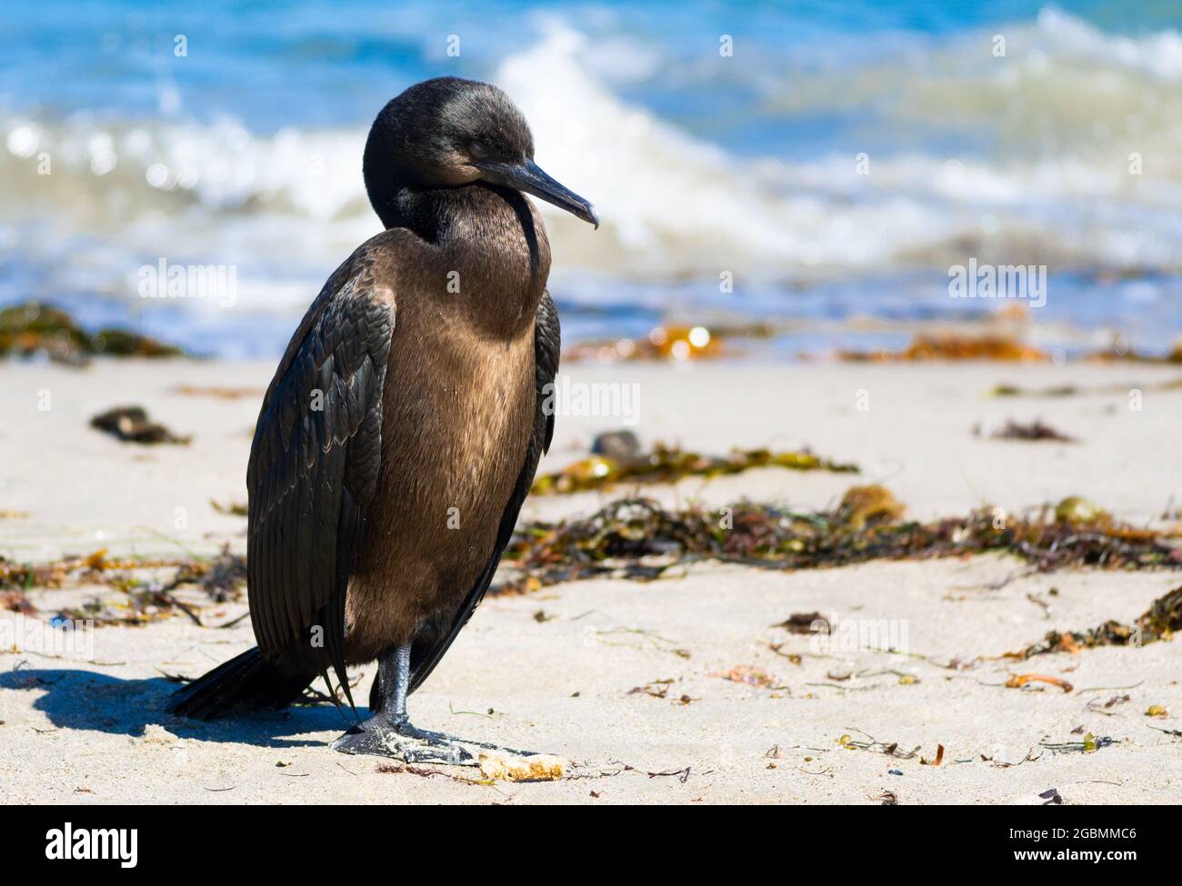A Brandt's Cormorant (Phalacrocorax penicillatus) resting at Surfrider Beach in Malibu, California, USA Stock Photo