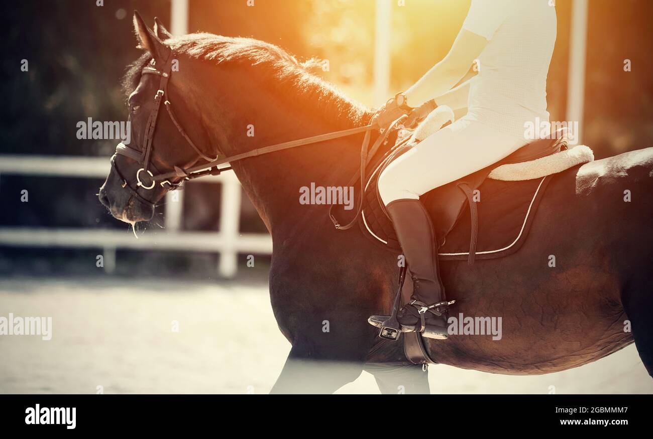 Equestrian sport.The leg of the rider in the stirrup, riding on a brown horse. Dressage of horses in the arena. Portrait sports brown stallion in the Stock Photo