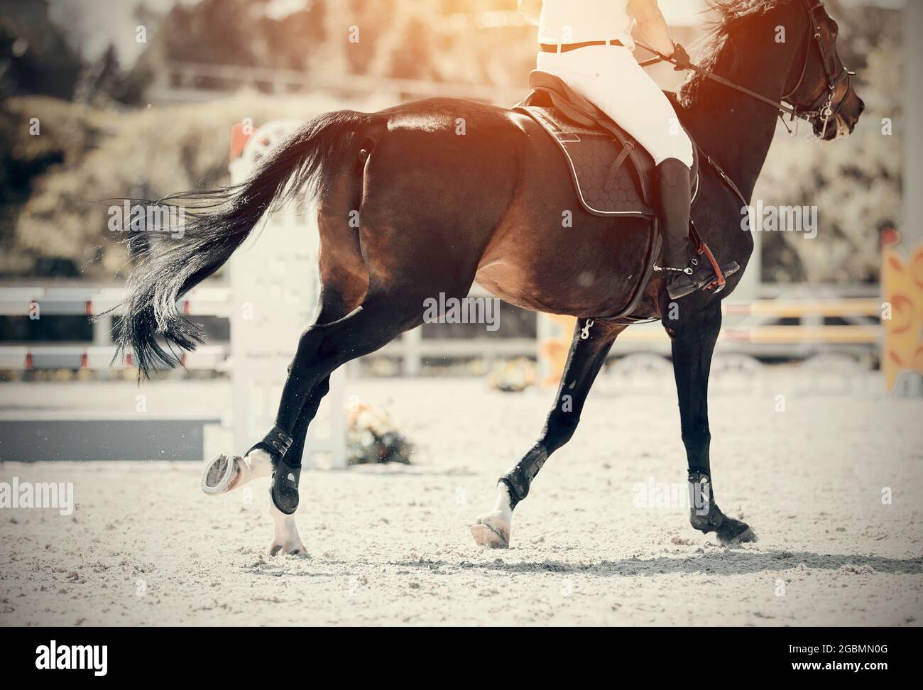 Equestrian sport.  Dressage of horses in the arena. The leg of the rider in the stirrup, riding on a horse. Jumping competition. Galloping horse. Stock Photo