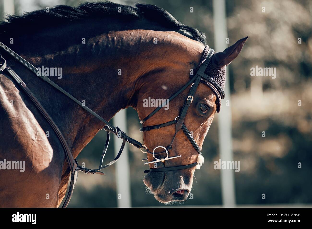 Portrait sports brown stallion in the bridle. Dressage of horses. Equestrian sport. Stock Photo