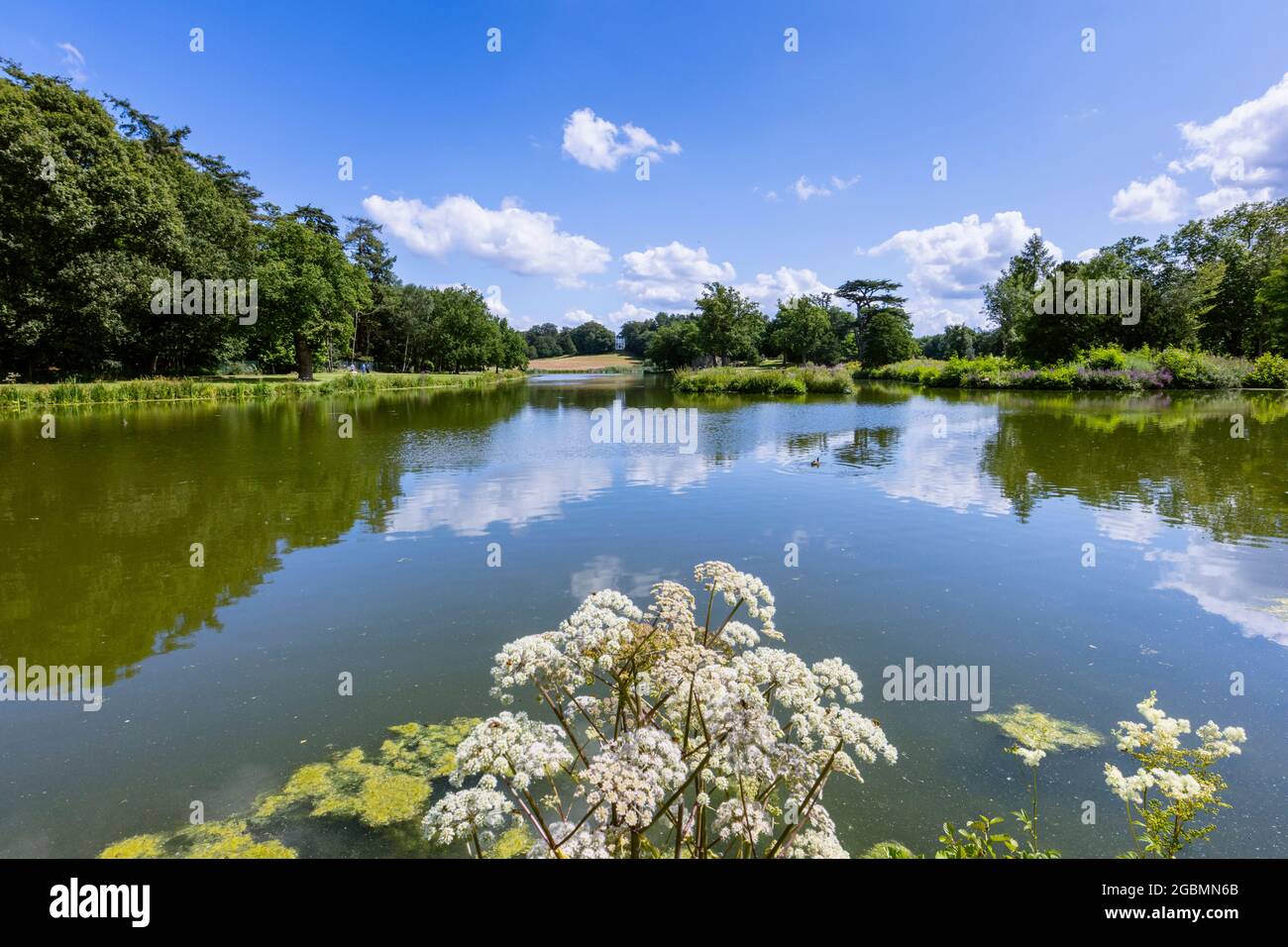 Hogweed, Heracleum sphondylium, flowering at the Hamilton Landscapes of