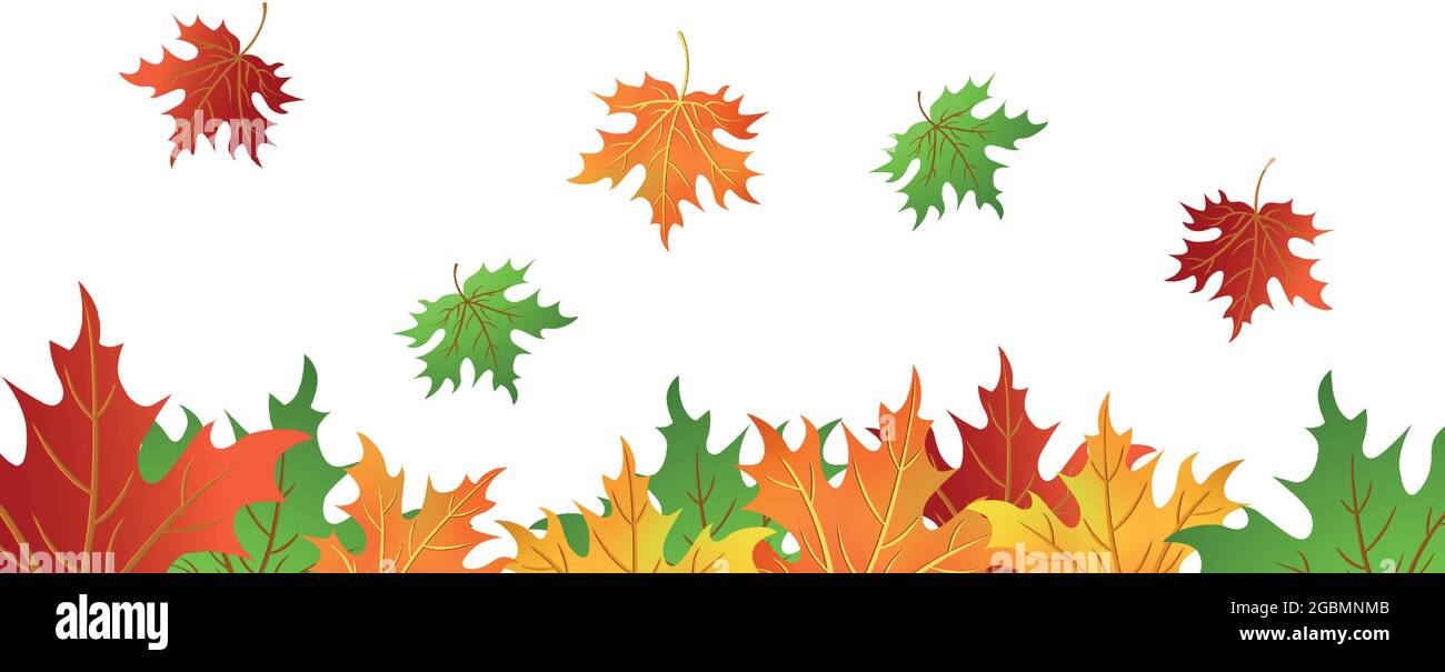 Realistic autumn maple leaves on a white background - Vector ...