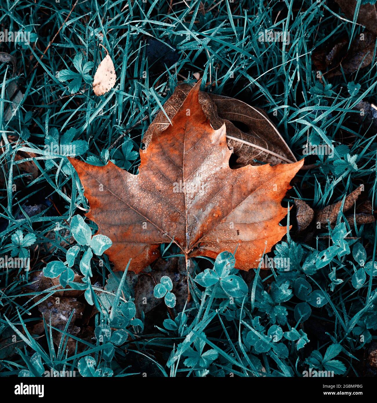 Closeup shot of a dry maple leaf on green grass Stock Photo - Alamy