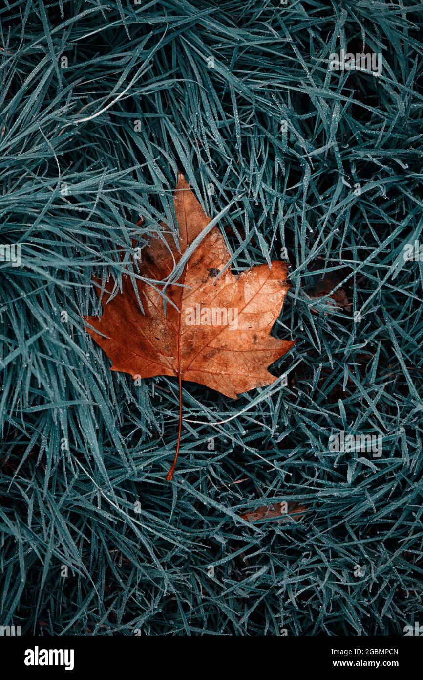 Closeup shot of a dry maple leaf on green grass Stock Photo - Alamy