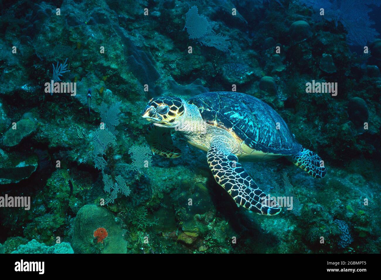 Hawksbill Turtle an Endangered Species Stock Photo